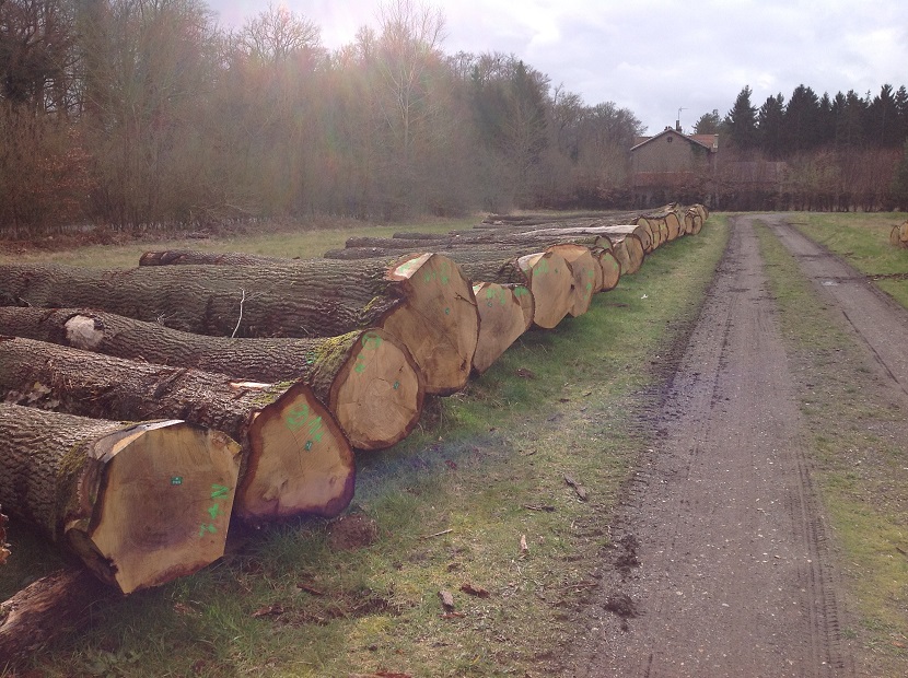 欧洲白橡 ( european white oak )